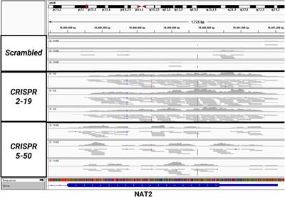 Human Arylamine N-Acetyltransferase 1 (NAT1) Knockout in MDA-MB-231 Breast Cancer Cell Lines Leads to Transcription of NAT2